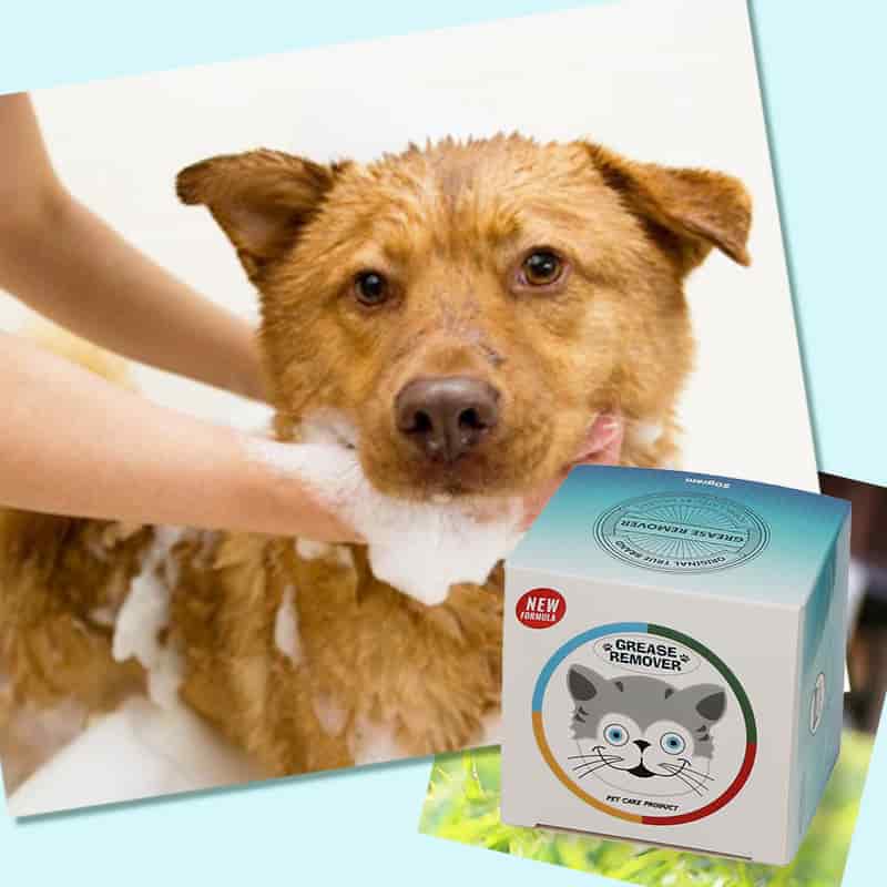 CLEAN WORLD OEM Factory Supply 50ml Portable Pet Shampoo, Plant‑Based Antibacterial Degreasing Moisturizing Dog Cat Body Wash