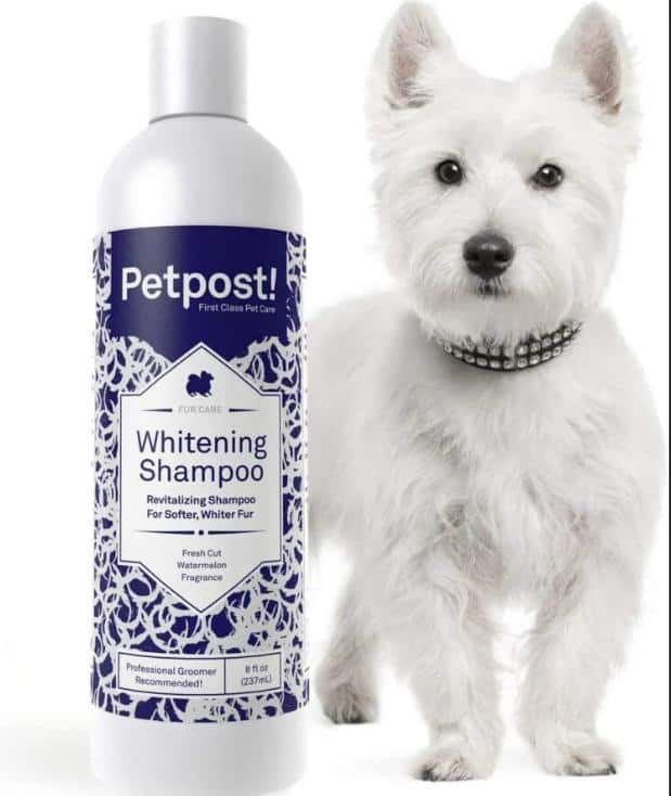CLEAN WORLD Sensitive Skin Soothing Pet Shampoo, Unscented Oatmeal Aloe Eco‑Friendly Dog Bathing Cleaning Product